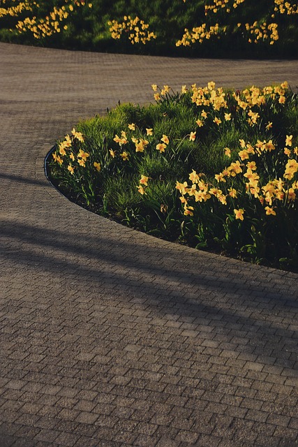 Free Daffodils Spring photo and picture
