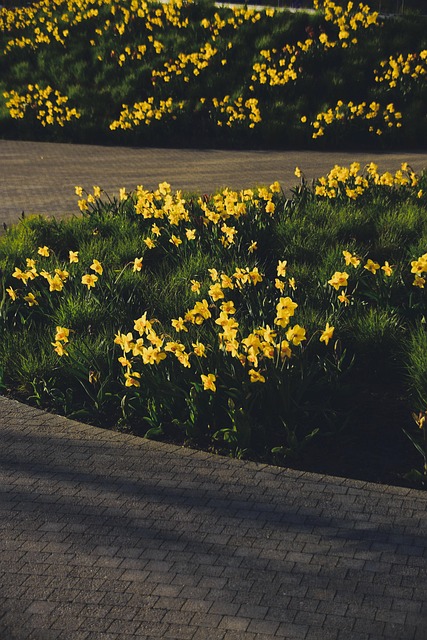 Free Daffodils Flowers photo and picture