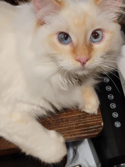 Katze, Kätzchen