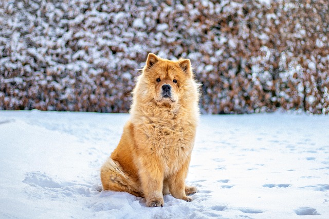 Free Chow Chow Dog photo and picture