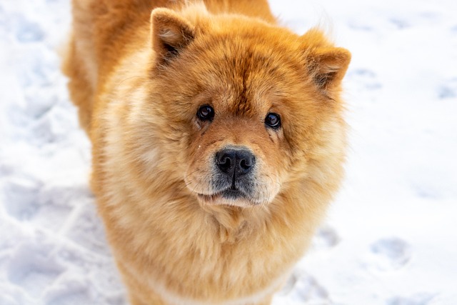 Free Chow Chow Dog photo and picture