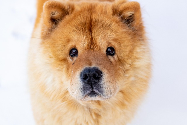 Free Chow Chow Dog photo and picture