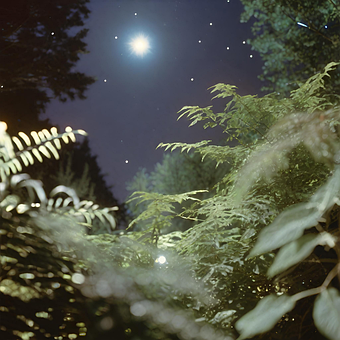 Free Nigh Nature illustration and picture