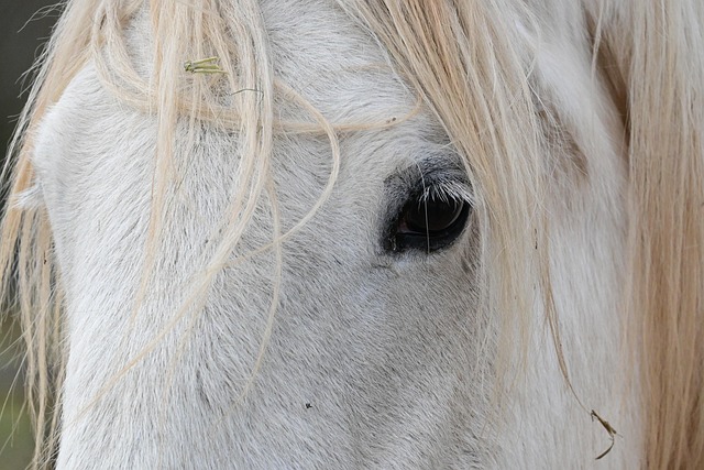 Free Horse Head photo and picture