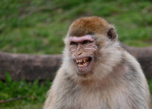 Free Ape Barbary Macaque photo and picture