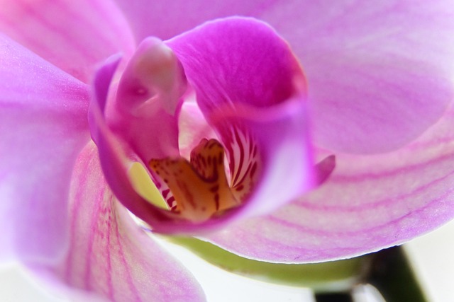 Free Orchid Blossom photo and picture