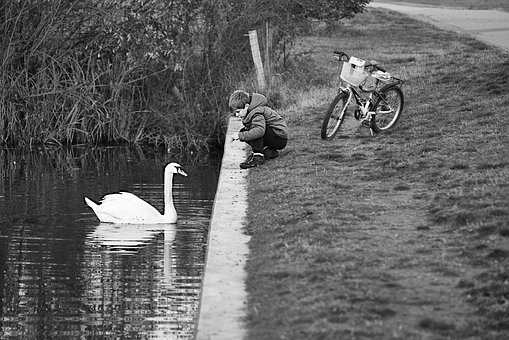 Free Swan Pond photo and picture