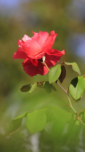 Rosa Natural - Foto gratuita no Pixabay - Pixabay