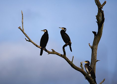 Free Birds Cormorants photo and picture
