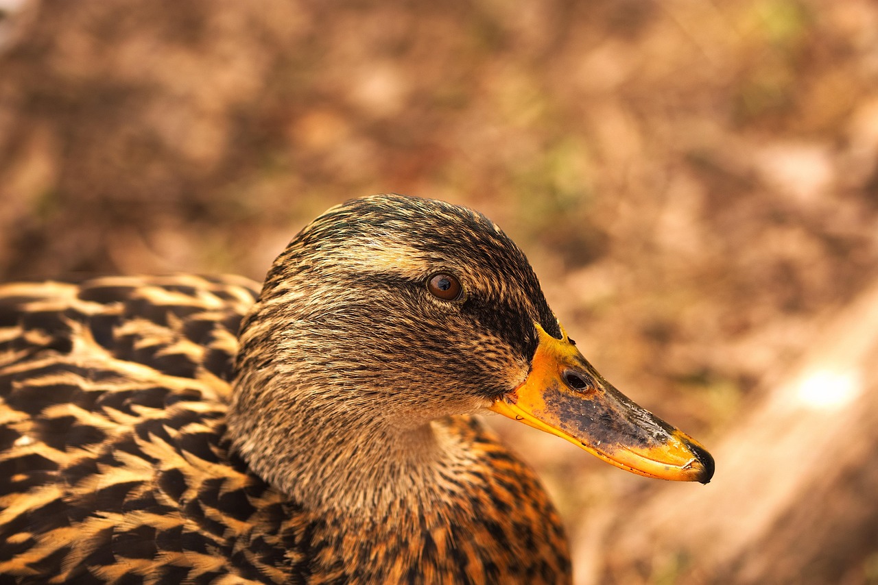 Duck Nature Animal - Free photo on Pixabay - Pixabay
