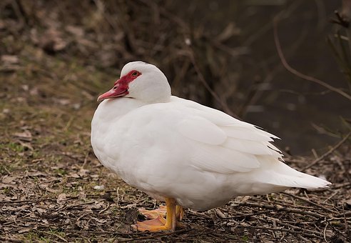 Free Duck Water Bird photo and picture