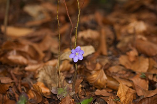 Free Nature Forest Flower photo and picture
