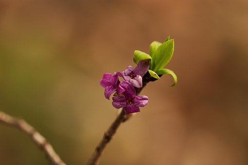 Free Plant Daphne photo and picture