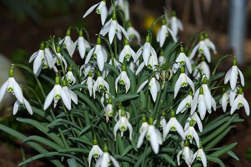 Free Spring Nature photo and picture