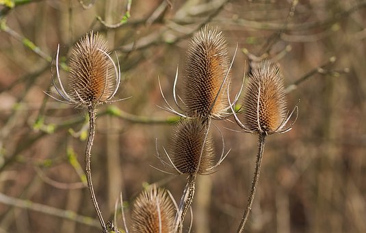 Free Thistle Dried photo and picture