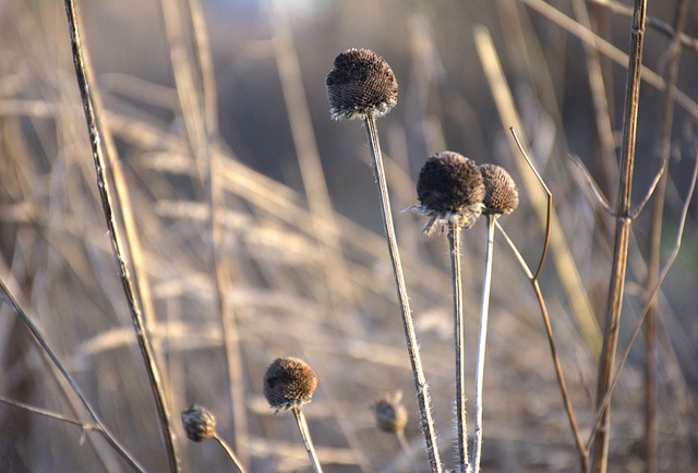 Efterår, Natur, Blomster, Brun, Humør