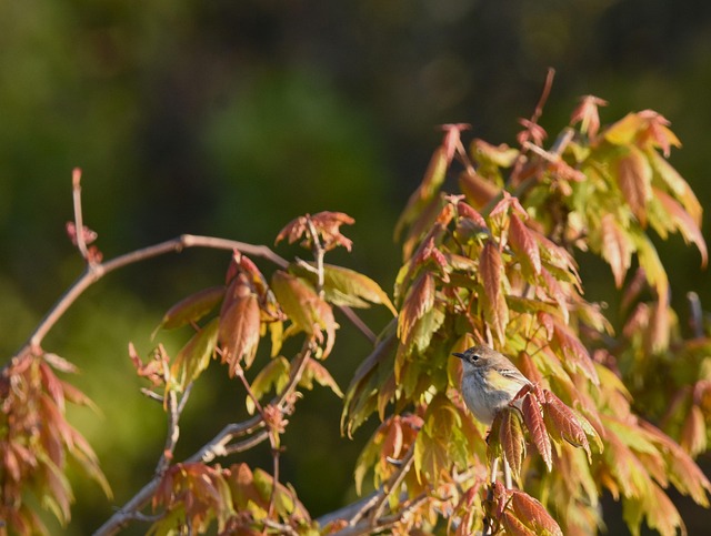 Sanger, Fugl, Natur, Dyreliv