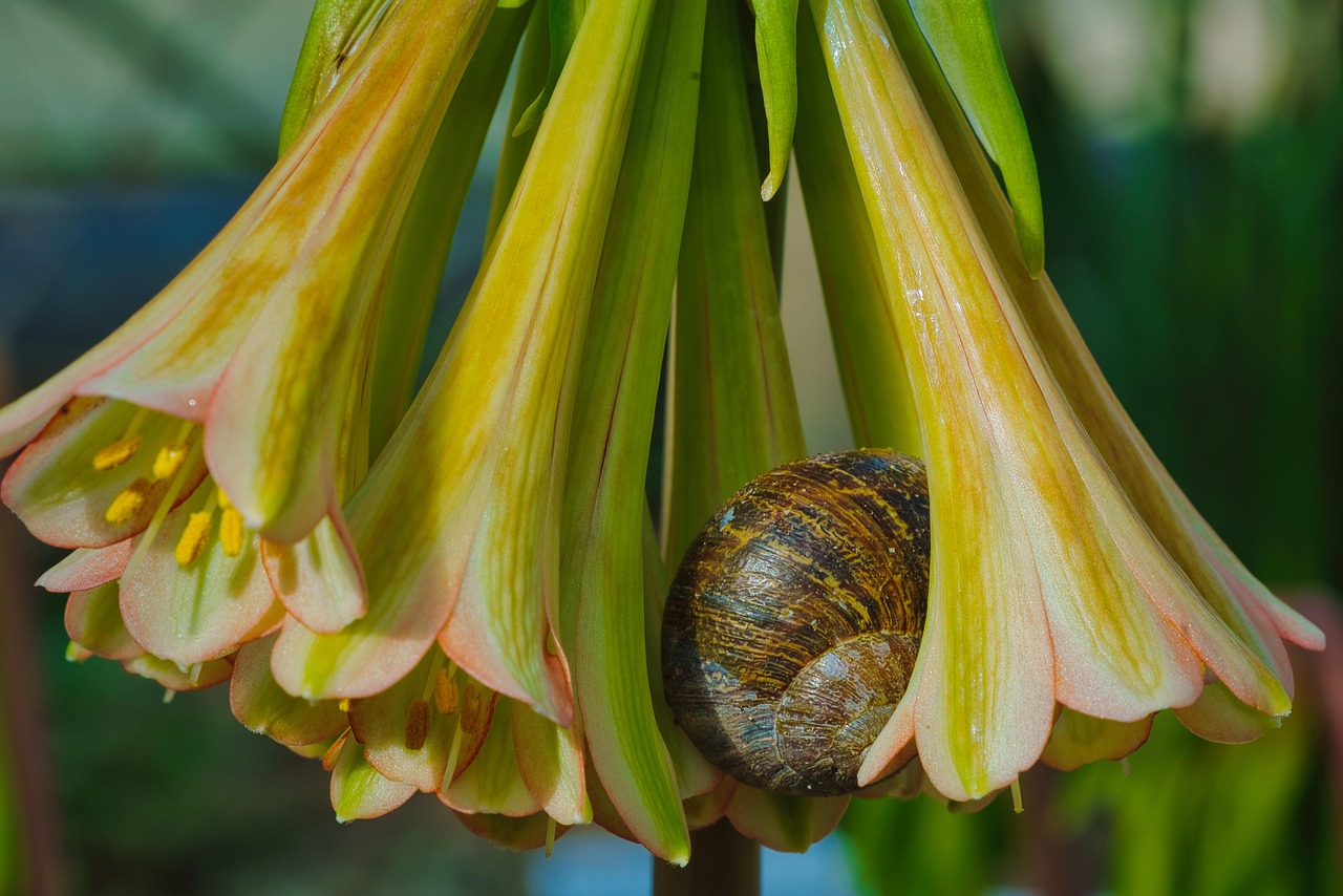 Caracol Cáscara Espiral Zona - Foto gratis en Pixabay - Pixabay