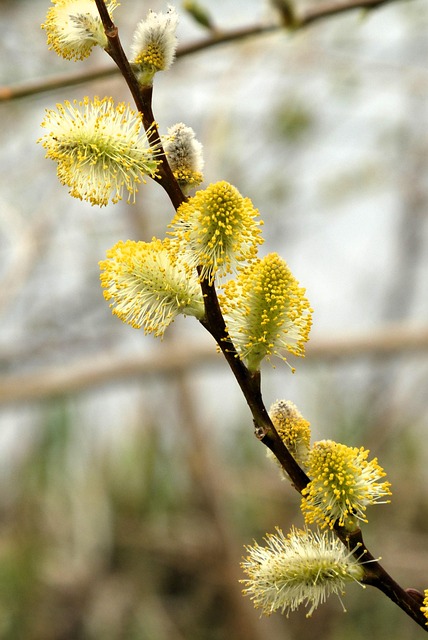 Free Willow Catkins Pollen photo and picture