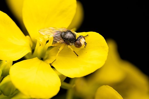 Free Fly Insect photo and picture