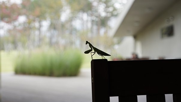 Free Mantis Praying Mantis photo and picture