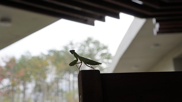 Free Mantis Nature photo and picture