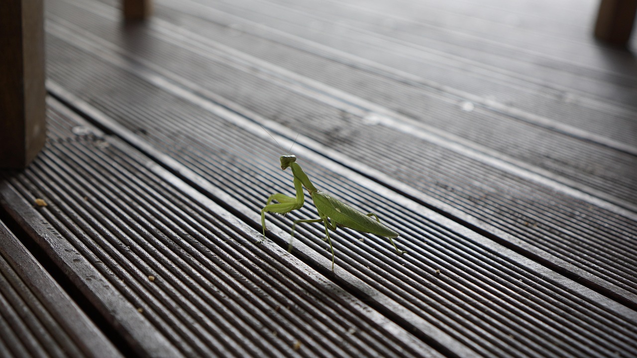 Mantis - free online jigsaw puzzle photo