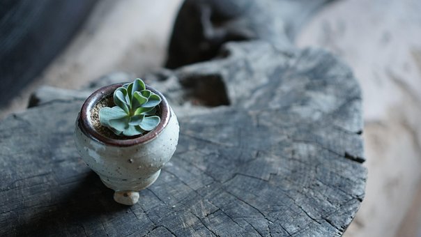 Free Fleshy Succulents photo and picture