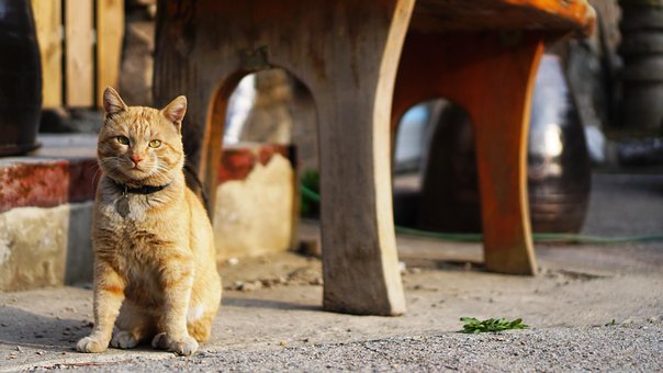 Free Cat Stray Cat photo and picture