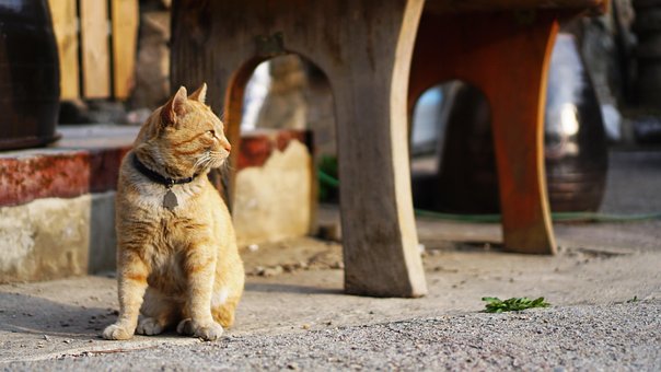 Free Cat Animal photo and picture
