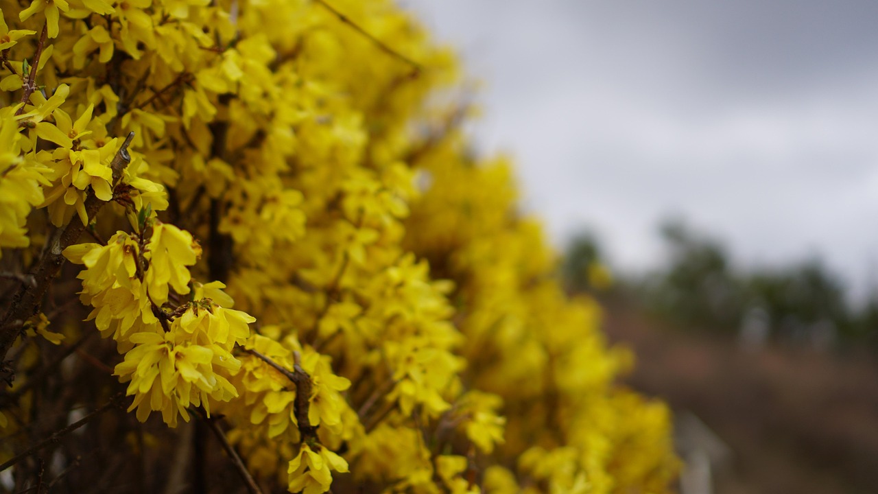 Forsythie Frühlingsblumen - Kostenloses Foto auf Pixabay - Pixabay