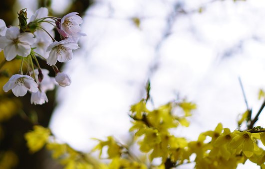 Free Flowers Spring photo and picture
