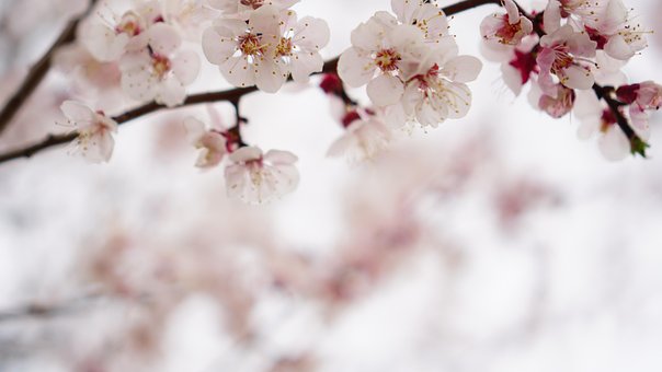 Free Cherry Blossom Wallpaper Hd photo and picture