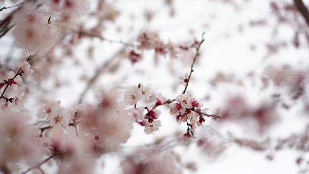 Free Cherry Blossom Plum Blossom photo and picture