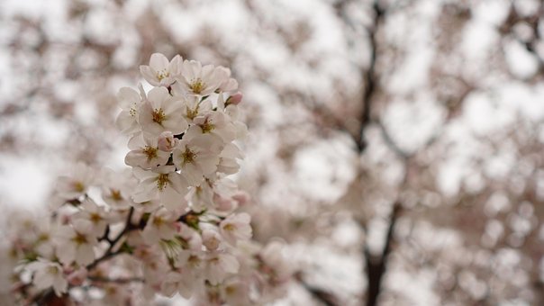Free Cherry Blossom Plum Blossom photo and picture