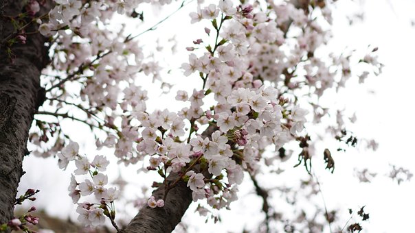 Free Cherry Blossom Plum Blossom photo and picture