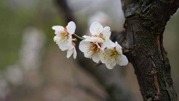 Free Cherry Blossom Plum Blossom photo and picture