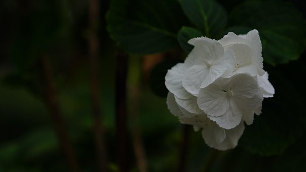 Free Hydrangea Flowers photo and picture