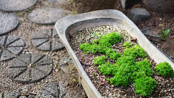 Free Plant Leaves photo and picture