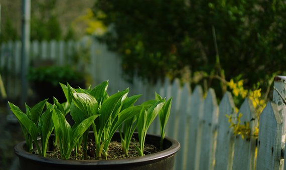 Free Pot Plants photo and picture