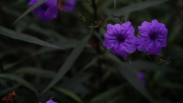 Free Purple Flower Flower photo and picture