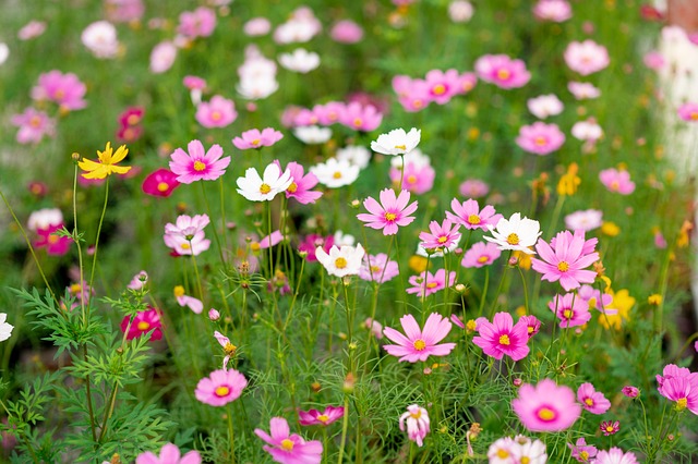 Free Aster Flower photo and picture