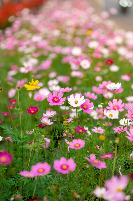 Free Aster Flower photo and picture