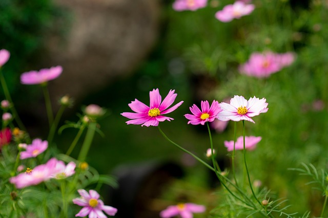 Free Flower Bloom photo and picture