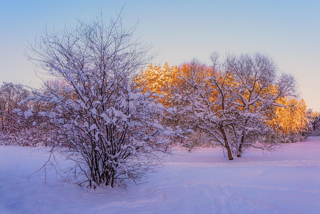 Free Trees Snow photo and picture