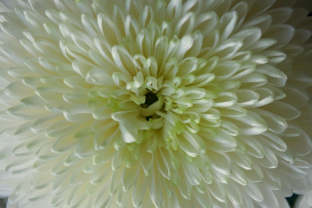 Floare, Natura, Bloom, Primăvară
