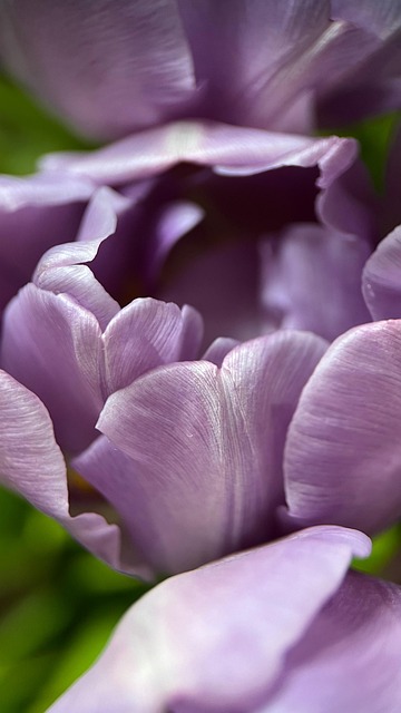 Pétalas, Tulipas, Flores, Plantas, Macro
