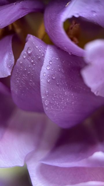 Tulipas, Tulipa, Flor, Flores, Pétalas