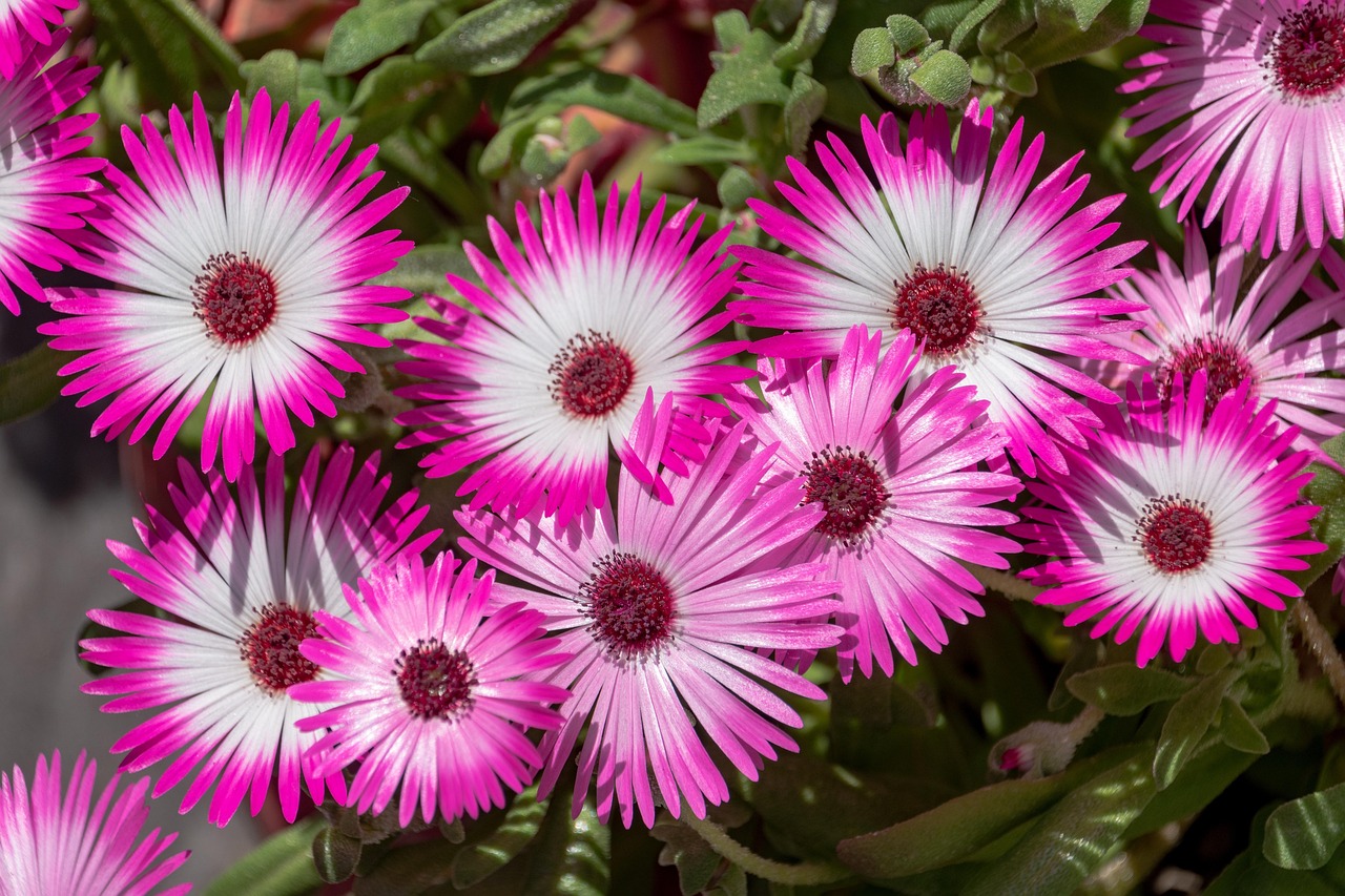 Livingstone Daisy Flowers - Free photo on Pixabay - Pixabay