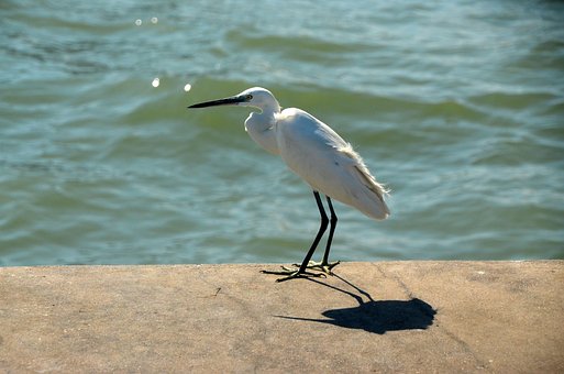 Garza Blanca, Garceta, Pájaro, Animal